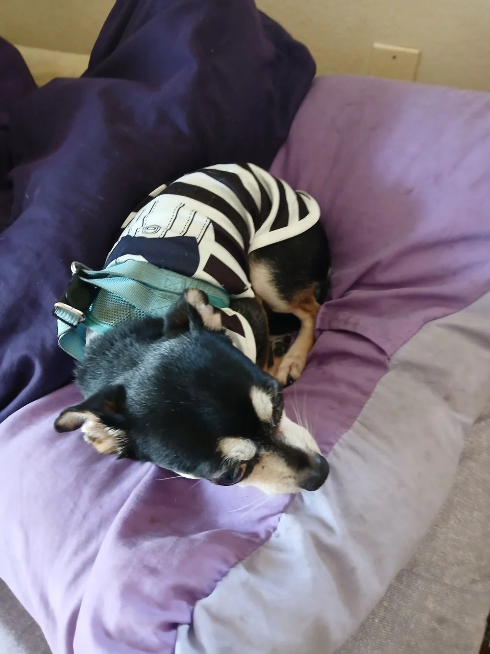 Dogs Cute Bunny Pink Stripe Vest and Yellow Robot Vest Set